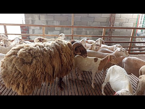 , title : 'The Biggest Awassi Sheep Stud For Breeding in Farm | Sheep Farming in village'