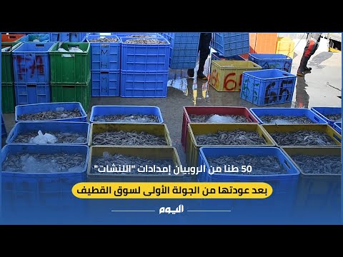  30% انخفاضا في أسعار الروبيان بالشرقية