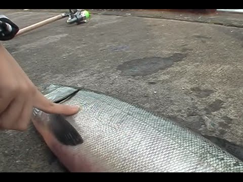 秋鮭を釣る！in抜海【2007年作品】