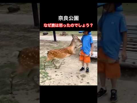 なぜ鹿は怒ったのでしょう？(奈良公園) #shorts