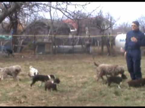 Dan Cautis - Paunesti (4).flv