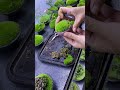 moss reproduction #shorts