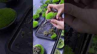 moss reproduction #shorts