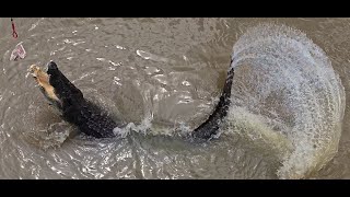 1hr of The Original Adelaide River Queen Jumping Crocodile Cruises. Northern Territory Australia🇦🇺