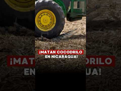 Reclaman por cocodrilo en Nicaragua