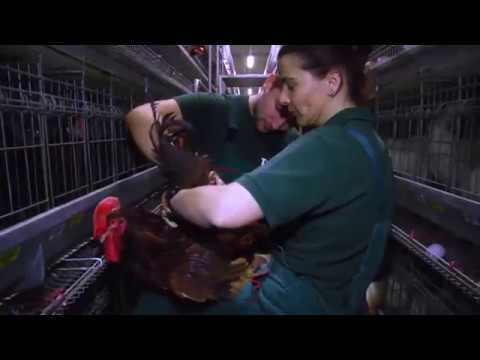 download lagu mp3 mp4 Tetra Poultry, download lagu Tetra Poultry gratis, unduh video klip Tetra Poultry