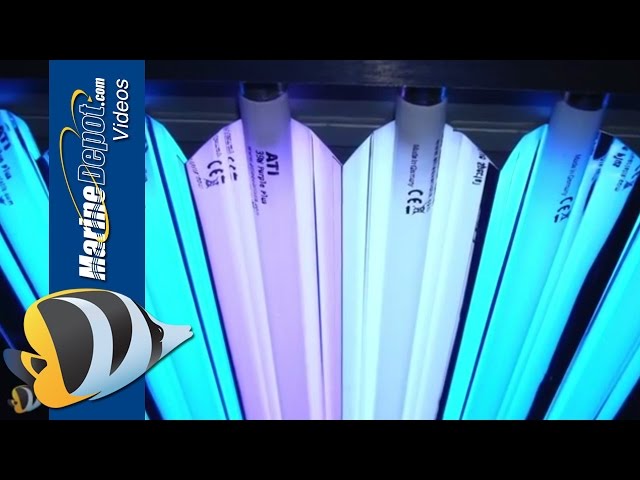 T5HO Fluorescent: Proven Lighting For Your Reef Aquarium