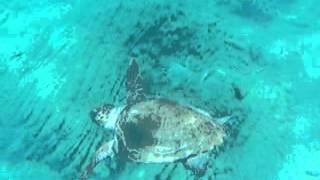 preview picture of video 'turtle next to the Semi Submarine At Agios Nikolaos, Crete'