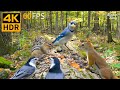 Cat TV An Amber Symphony With Birds Chipmunks And Squirrels Cat Games 4K HDR