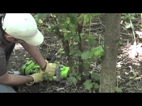 EarthWise Cordless Chain Saw | Gardeners Edge