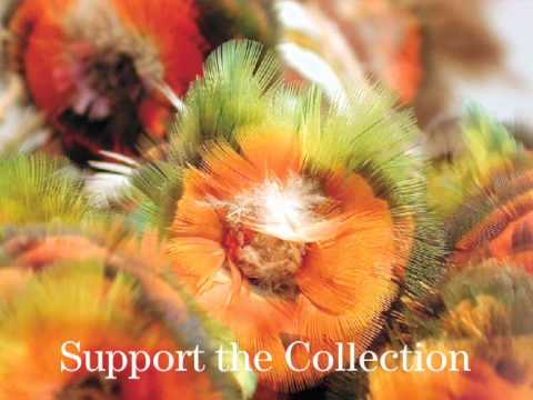 Banumbirr (Morning star poles)