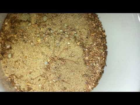 Sicarius hahni is hiding