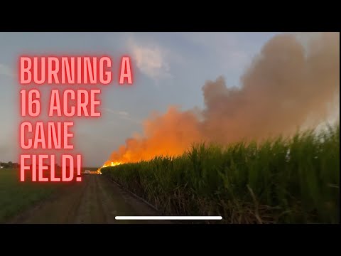 Watching a 16 Acre Cane Field Burn!