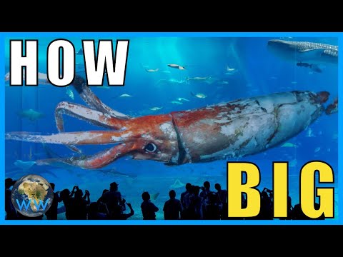 How Big Do Giant (and Colossal) Squid Get? feat.Sea&Me