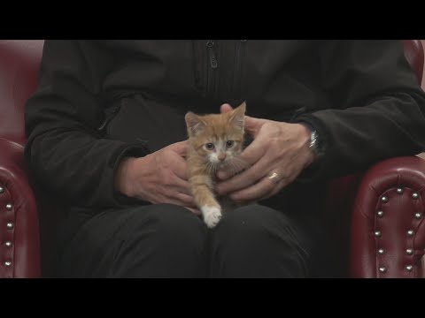 Friday Pets 11-15-25: Lincoln - YouTube