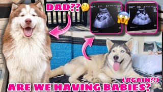 Is Malia Pregnant | Husky Undergoes Ultrasound | Husky Pack TV