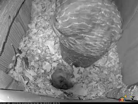 Female Barred Owl Reveals First Egg Of 2019 Season! – Mar. 1, 2019