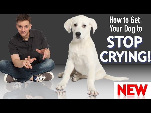 how to stop whining in crate