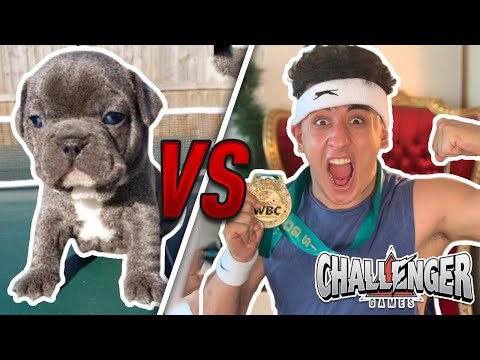 ANESONGIB RACED MY 6 MONTH OLD FRENCH BULLDOG *TRAINING FOR THE CHALLENGER GAMES*