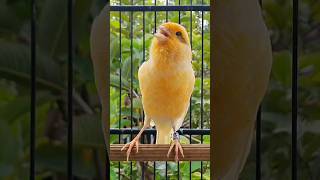Download lagu pancingan kenari paud | kenari gacor #burung #kenari #pancingankenari mp3