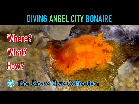Diving Angel City - Bonaire | The Shore Dive Collection | TropicLens - 4K