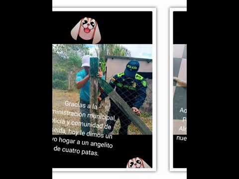 HOGAR PARA UN ANGELITO DE CUATRO PATAS ALMEIDA