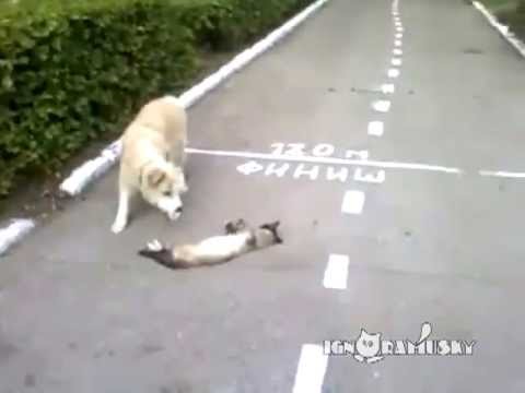 Stupid dog and clever cat