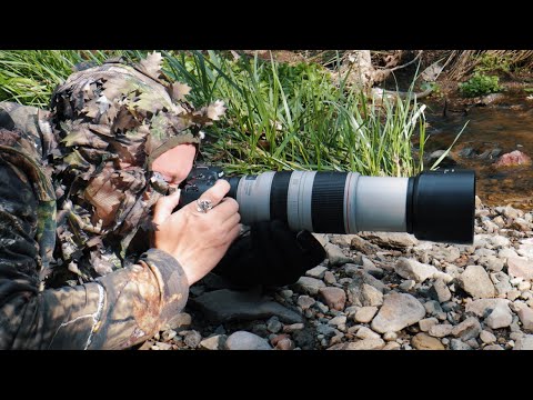 Canon EOS RP For WILDLIFE PHOTOGRAPHY?! (Pros & Cons, Discussion, & Tips For Best Results)