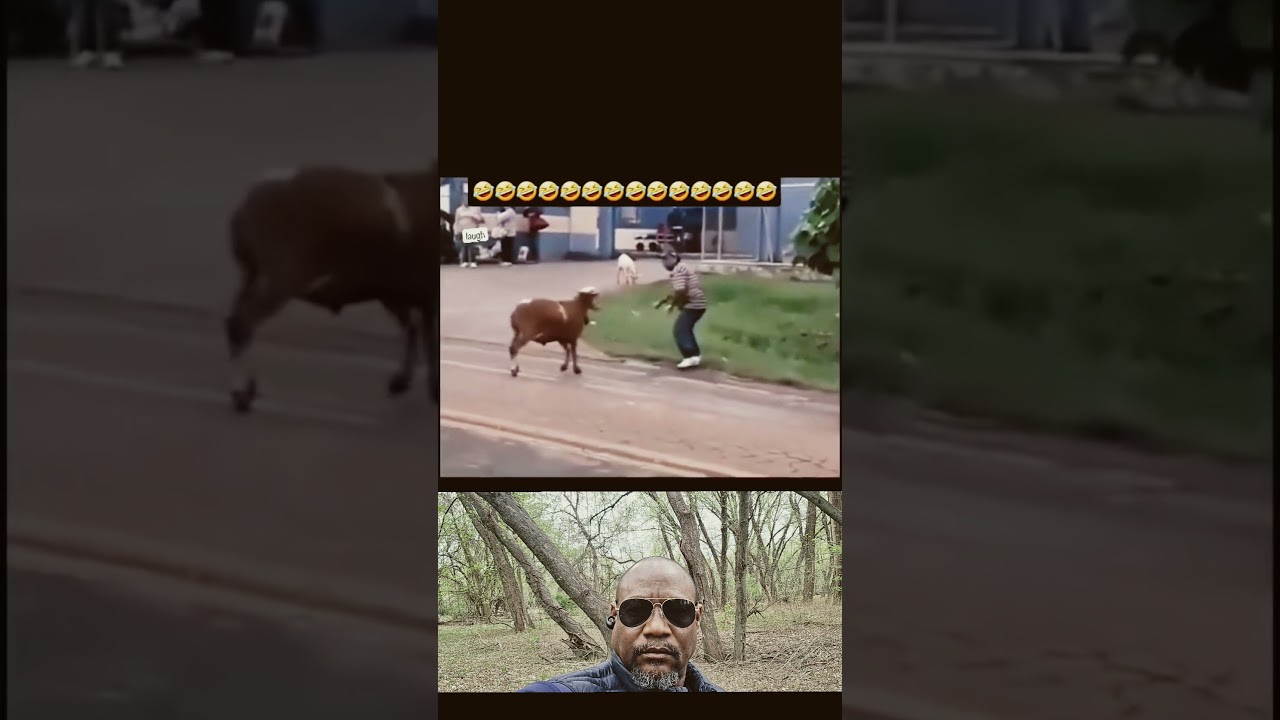 Goat Vs human 😂🤣😅😂
