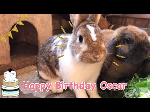 08.08.2022 | Happy Birthday Oscar 🥳🎉🤗🐰