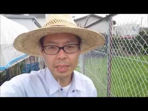 園芸 聖なる蓮、インドの蓮