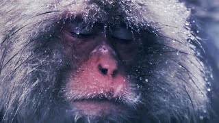להאט עם קופי שלג - מנוחה | בריחות מודעות | BBC Earth