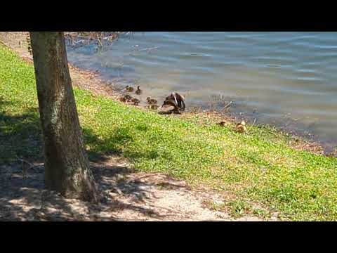 Tricolored Heron Breeding Plumage & Mallard Duck with 10 Ducklings in Center Lake! Oviedo, Florida