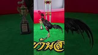 Download lagu JakSon yang lagi viral di Thailand Ayam Long drum#ayam mp3