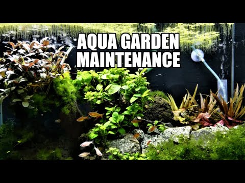 Aqua Garden   Maintenance