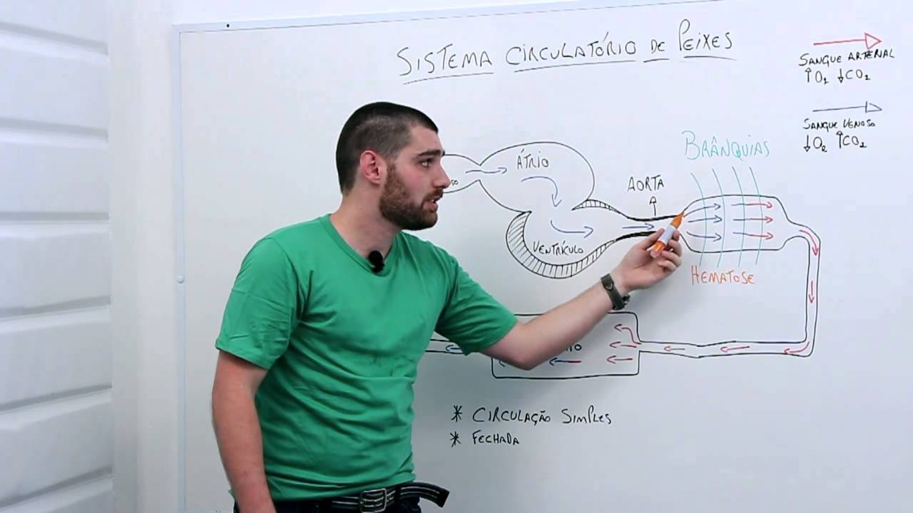 Sistema circulatório de peixes