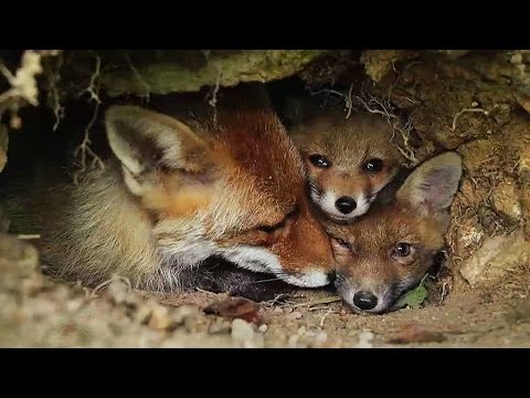Welcome Fox U! | HELLO WORLD!