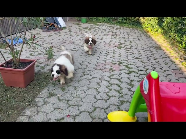 Saint Bernard puppy for sale