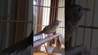 Download lagu Kicauan Teumi / Wambi mini /Hwamei mini gacor cocok untuk pancingan 👍👍👍 (subscribe dulu 😁🙏) mp3 Download lagu Kicauan Teumi / Wambi mini /Hwamei mini gacor cocok untuk pancingan 👍👍👍 (subscribe dulu 😁🙏) mp3