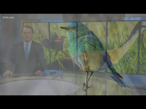 Idaho's state bird: The mountain bluebird