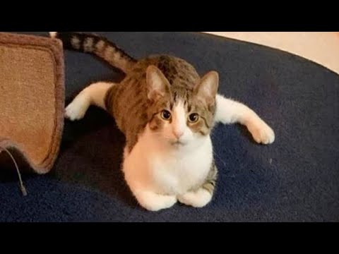 Funniest Cats And Dogs Videos ???? Hilarious Animals 2024 ????