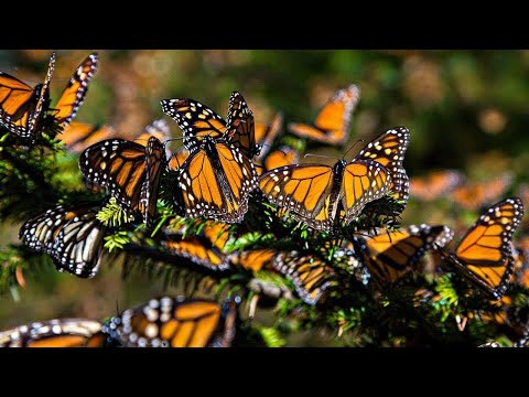 ⛺ #CampiN4Clout Operation Solar Raid Premium Battle Pass first look—1st time tryiNg Solis