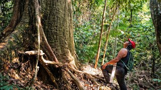 Download lagu Penampakan kayu ulin ribuan tahun yang tersembunyi di pedalaman hutan tropis kalimantan..!!  mp3