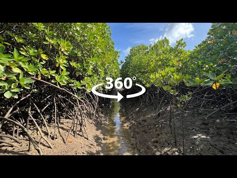 Mangrove Restoration & Carbon Credits