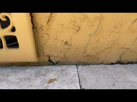 Ants Crash Sons Graduation Party in Rumson, NJ