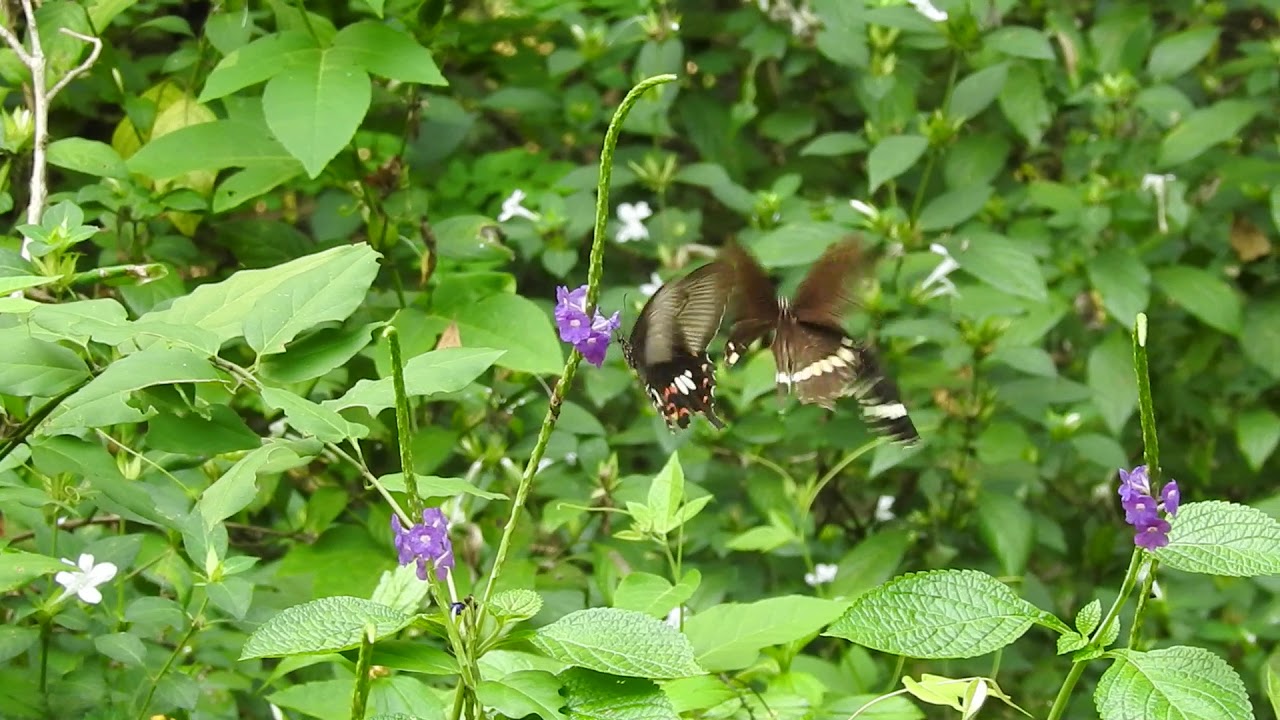 Papilio polytes Common Mormon butterflies flying and feeding on flowers showing male and female forms in natural habitat