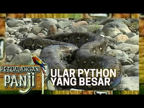 ULAR PYTHON BERUKURAN YANG CUKUP BESAR - PETUALANGAN PANJI