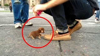 Le 10 Razze Canine più Piccole del Mondo