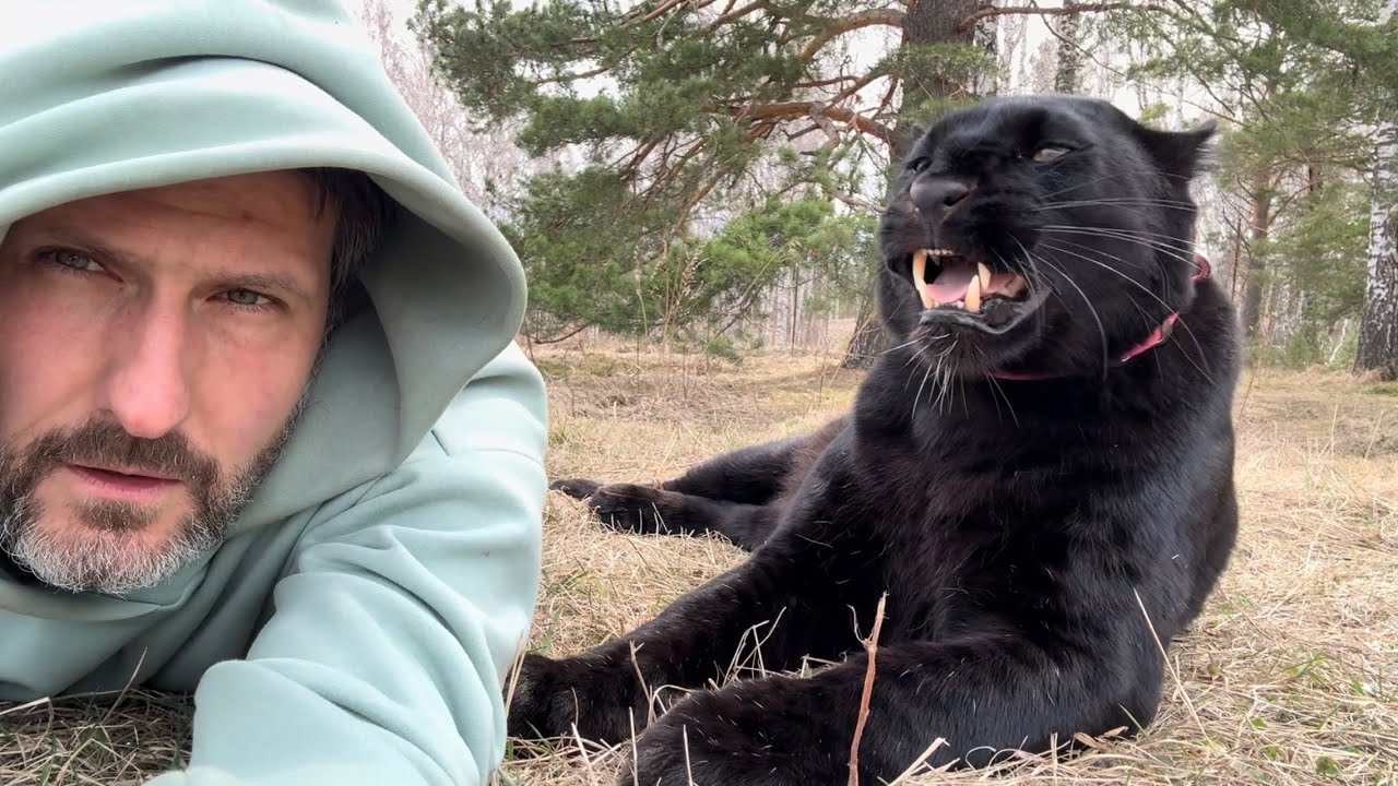 Luna the Panther Was Ready to Fight Today! What a Wild Day 😈🦅