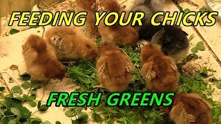Feeding your chicks fresh greens - Natural probiotics and pasty butt prevention